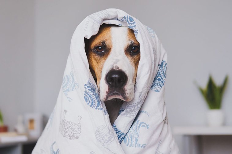 Nya studier visar att svenskarna ljuger för chefen – för att ta hand om sin sjuka hund