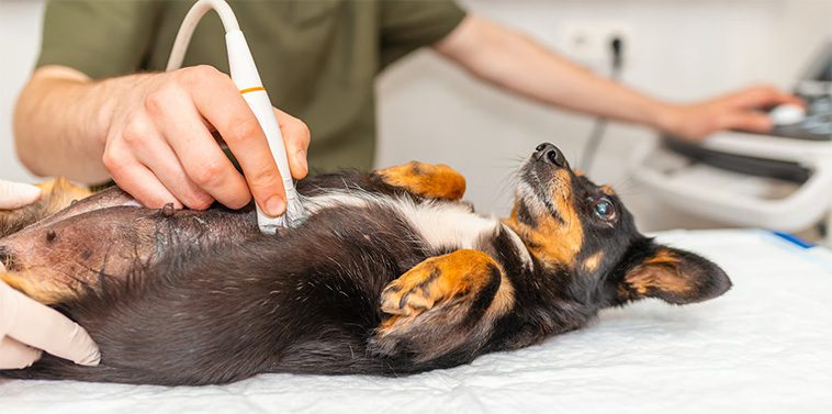 Så märker du om din hund är skendräktig – viktiga symtom