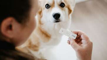 Så märker du om din hund är skendräktig – viktiga symtom