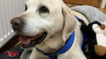 Stulen Labrador återförenad med sina ägare efter sju år