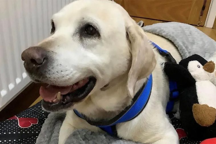 Stulen Labrador återförenad med sina ägare efter sju år