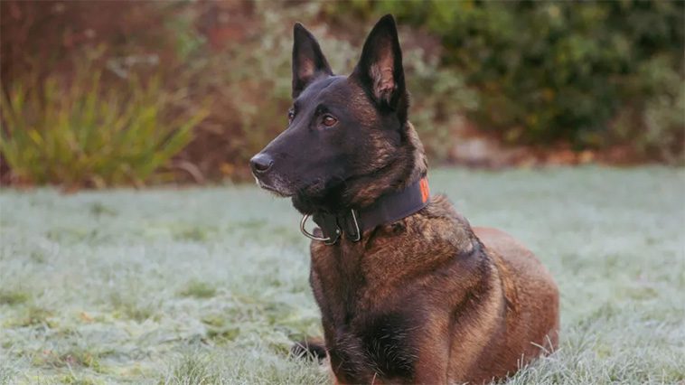 Trebent polishund nominerad till Crufts hjältepris