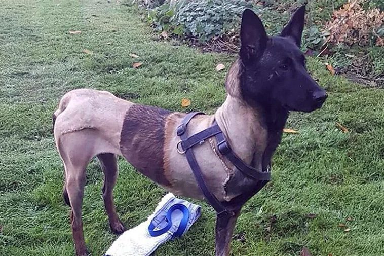 Trebent polishund nominerad till Crufts hjältepris