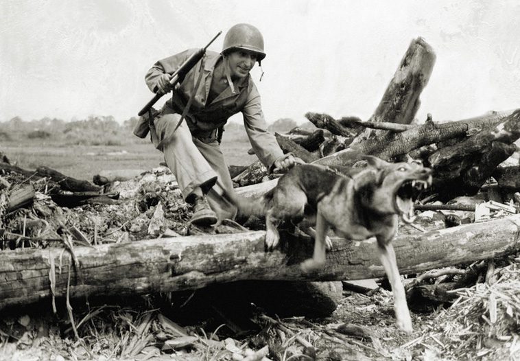 Så har rasstandarden för tysk schäferhund förändrats över tid: En evolutionär berättelse