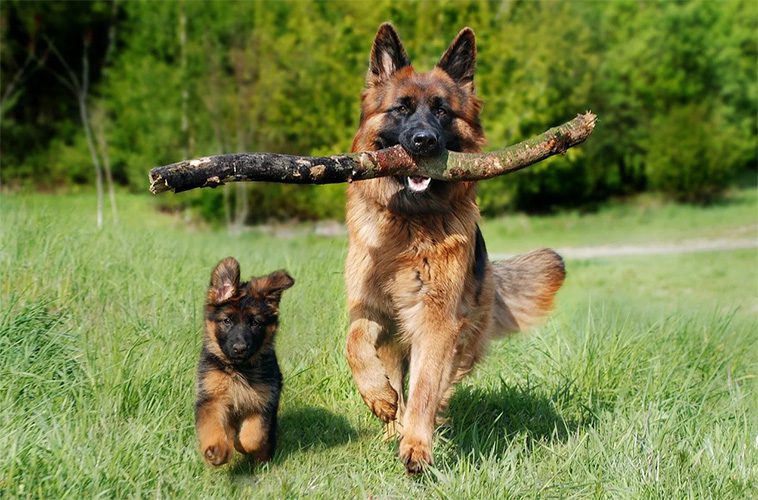Så har rasstandarden för tysk schäferhund förändrats över tid: En evolutionär berättelse