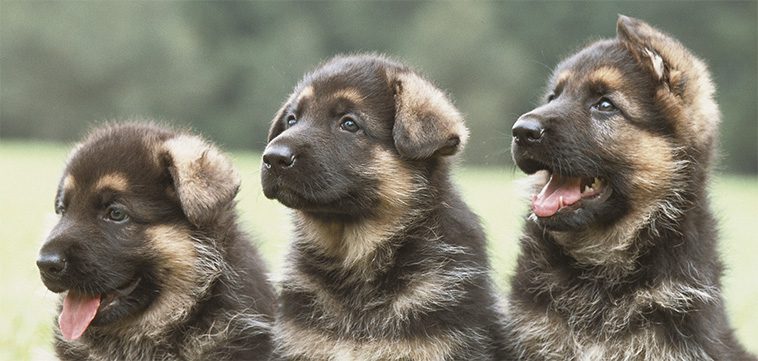 Så har rasstandarden för tysk schäferhund förändrats över tid: En evolutionär berättelse