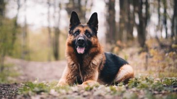 Så har rasstandarden för tysk schäferhund förändrats över tid: En evolutionär berättelse