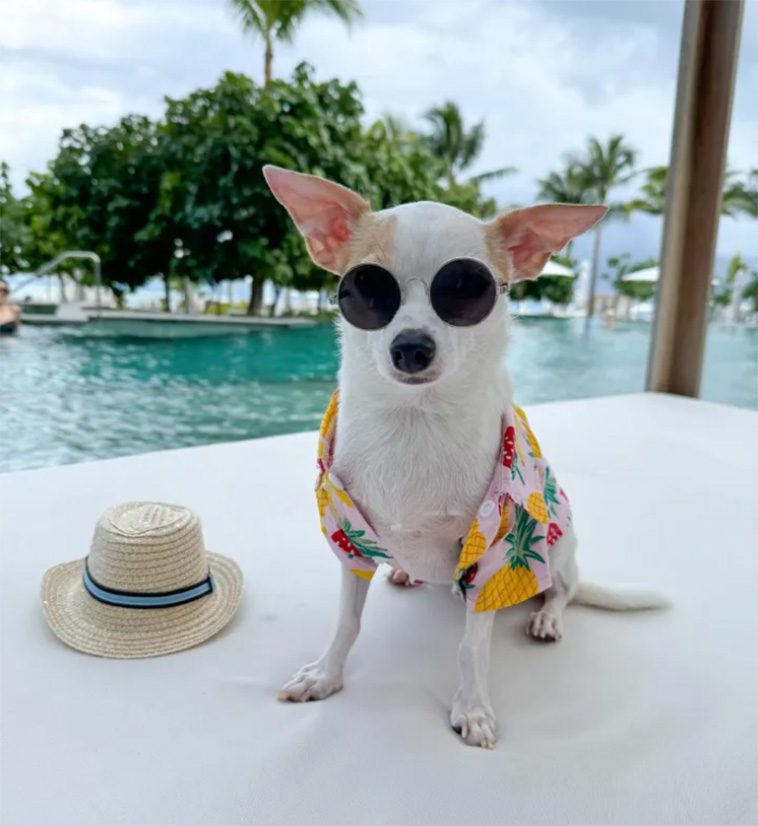 Möt världens mest bortskämda hund: Bao, Chihuahuan som lever ett lyxliv