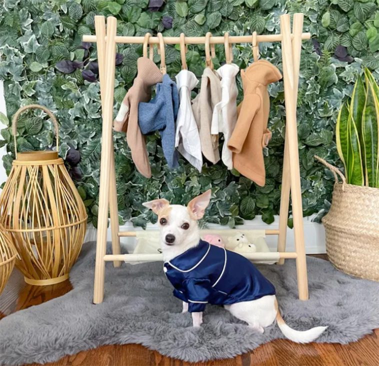 Möt världens mest bortskämda hund: Bao, Chihuahuan som lever ett lyxliv