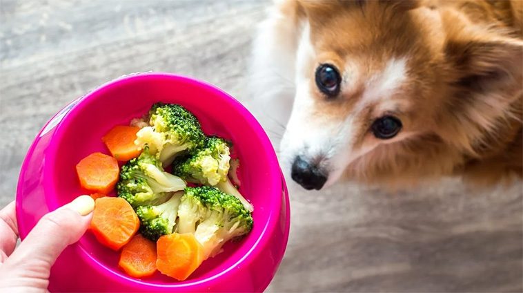 Allt fler väljer vegansk mat till hunden – men är det verkligen bra?