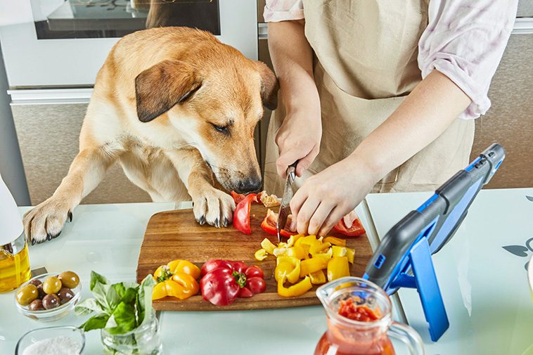 Allt fler väljer vegansk mat till hunden – men är det verkligen bra?
