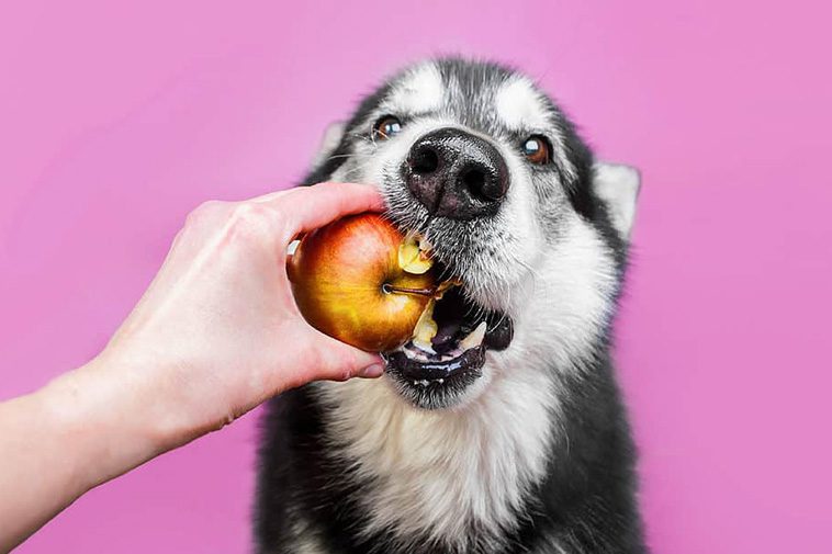 Allt fler väljer vegansk mat till hunden – men är det verkligen bra?