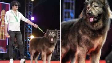 Cadabomb Okami – Världens dyraste hund såld för 5,3 miljoner euro