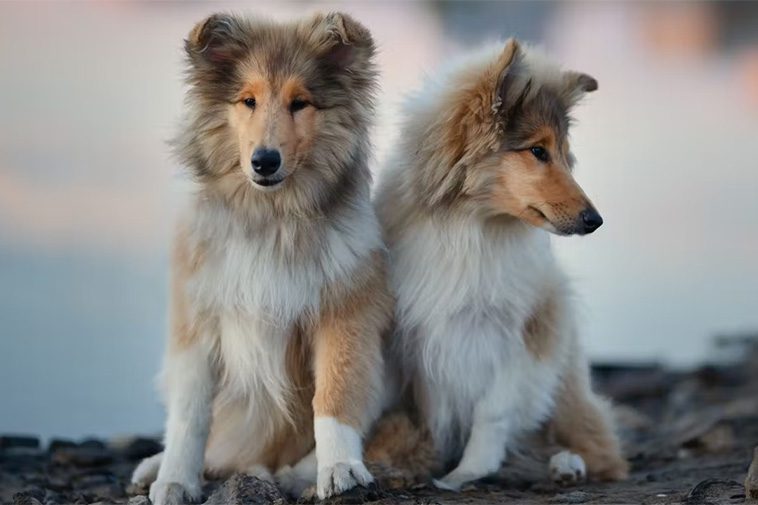 Hundraser: Collie (långhårig)