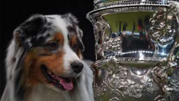 Idag börjar Crufts 2025 – här är tävlingen genom åren i bilder