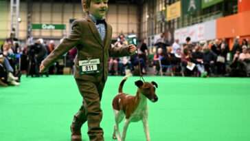 Freddie, 6 år, chockar Crufts – tar hem prestigefylld seger