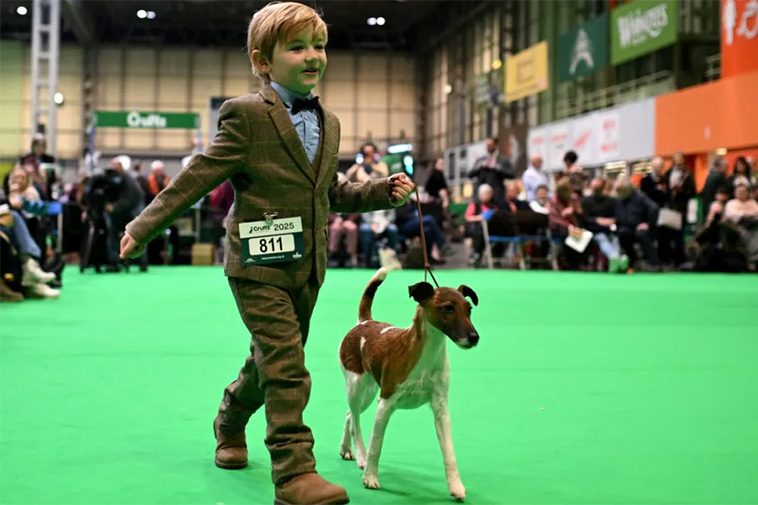 Freddie, 6 år, chockar Crufts – tar hem prestigefylld seger
