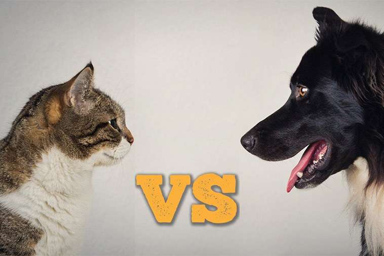 Hund vs. katt – Vilket husdjur är egentligen smartast? Ny studie ger svaret