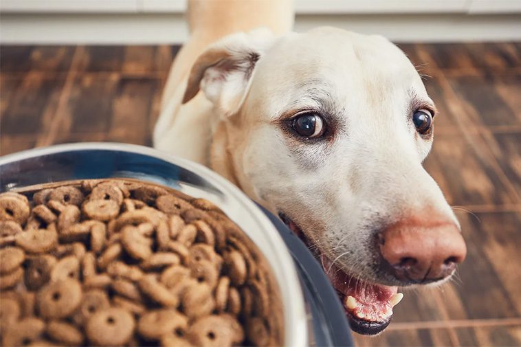 Forskare upptäcker gen som förklarar Labradorers och människors benägenhet att överäta