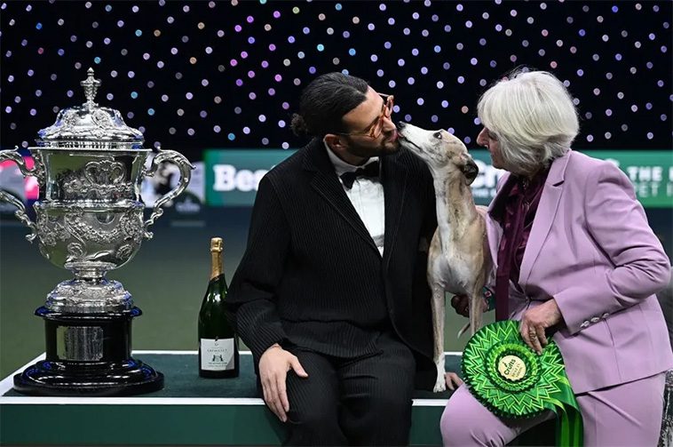 Whippet-hund vid namn Miuccia vinner 'Best in Show' på Crufts 2025