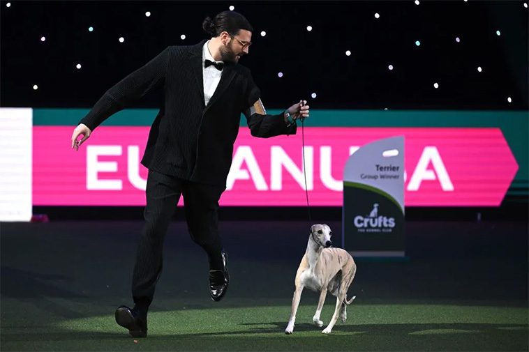 Whippet-hund vid namn Miuccia vinner 'Best in Show' på Crufts 2025