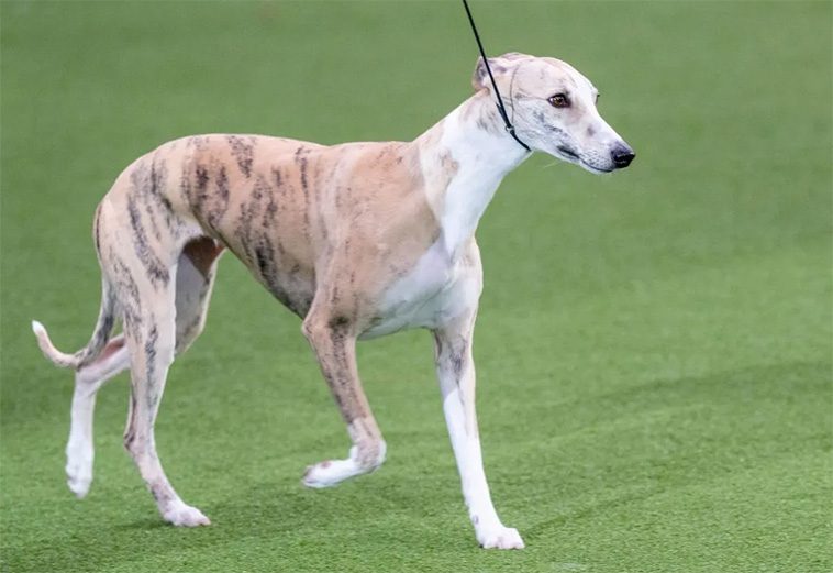 Whippet-hund vid namn Miuccia vinner 'Best in Show' på Crufts 2025