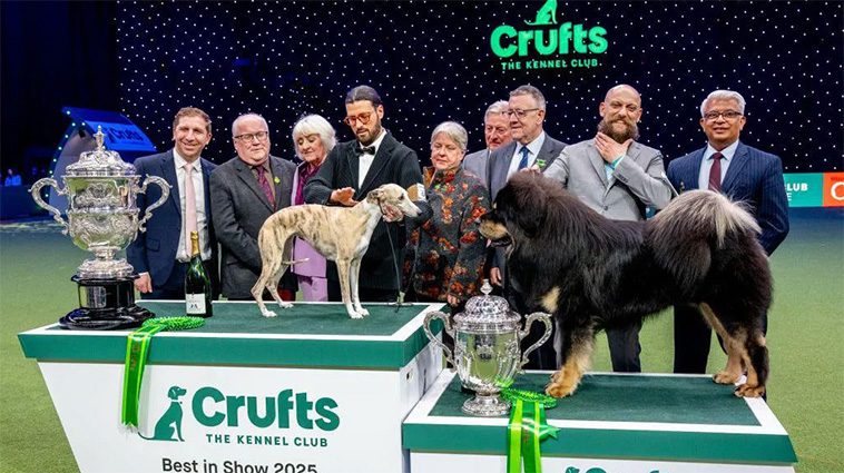 Whippet-hund vid namn Miuccia vinner 'Best in Show' på Crufts 2025
