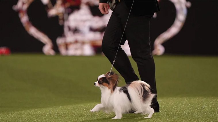 Whippet-hund vid namn Miuccia vinner 'Best in Show' på Crufts 2025