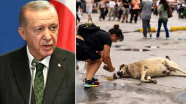 Turkiet: Lagen om att avlägsna herrelösa hundar ska genomföras fullt ut