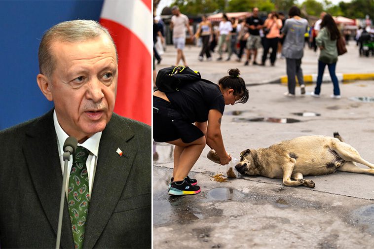 Turkiet: Lagen om att avlägsna herrelösa hundar ska genomföras fullt ut