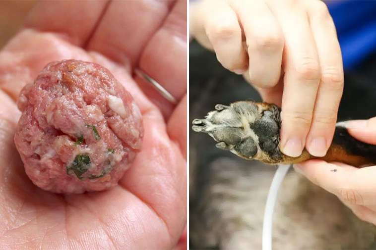 Livsfarlig olycka vid avlivning – veterinär blev själv en patient
