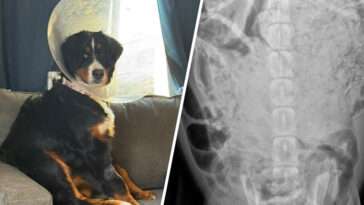 Chockfynd i hundens mage – 24 strumpor och en babybody hittades vid akutoperation