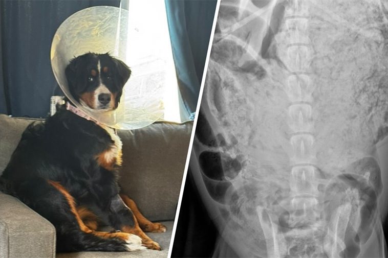 Chockfynd i hundens mage – 24 strumpor och en babybody hittades vid akutoperation