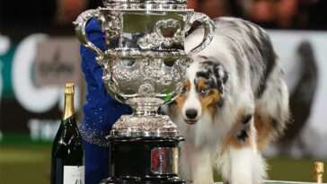 Så lite får vinnaren av 'Best in Show' på Crufts – chockande låga prispengar avslöjade