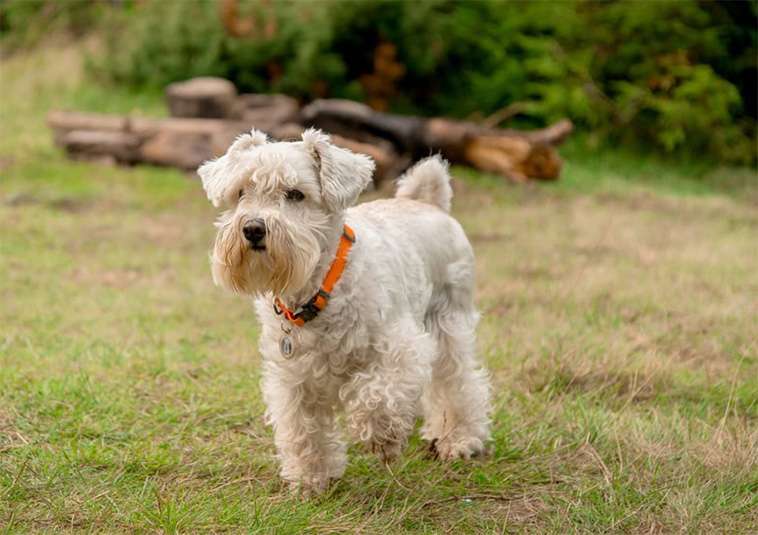 Hunden stoppades vid gaten – vad kvinnan gjorde sen chockar alla