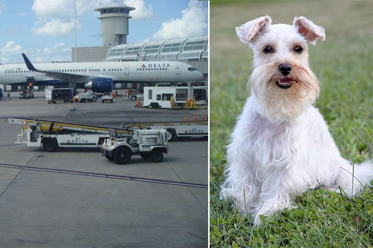 Hunden stoppades vid gaten – vad kvinnan gjorde sen chockar alla