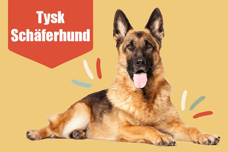 Tysk Schäferhund – 14 roliga och spännande fakta du inte får missa