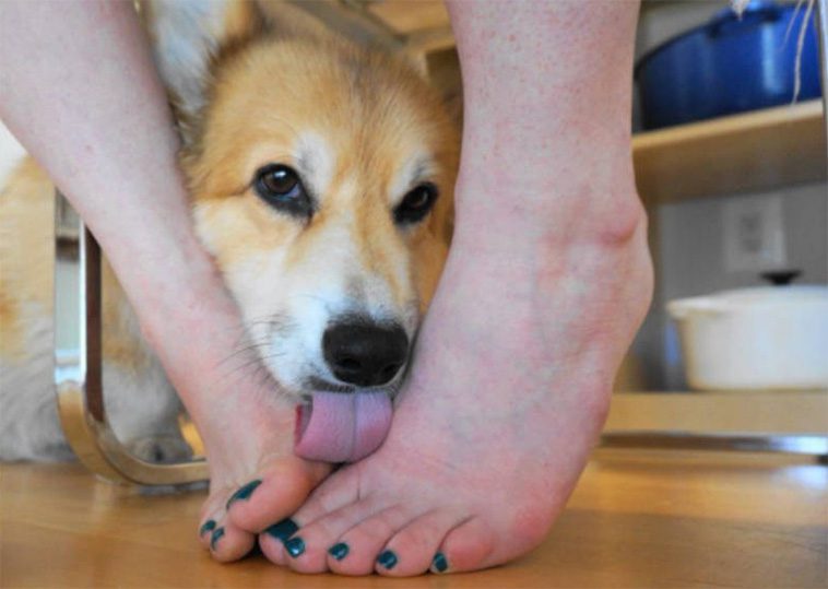 Därför älskar din hund att slicka på dina fötter