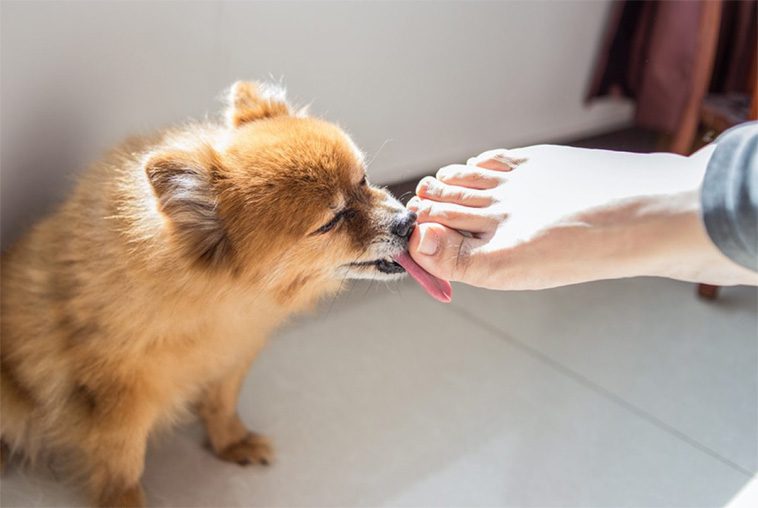 Därför älskar din hund att slicka på dina fötter