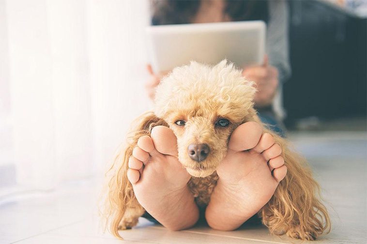 Därför älskar din hund att slicka på dina fötter