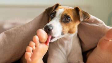Därför slickar din hund på dina fötter