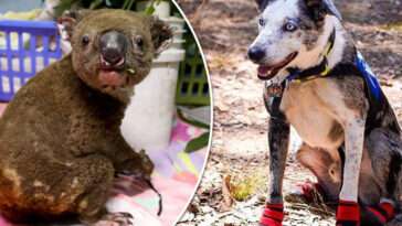 Så ska hundar hjälpa till att rädda koalor i Australien