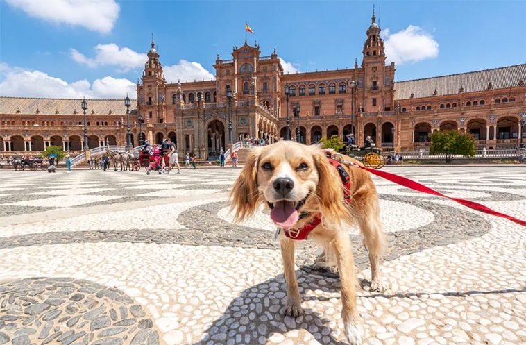 Hundsemester i Spanien? Det kan bli en dyr historia