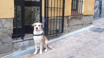 Hundsemester i Spanien? Det här kan bli en dyr historia