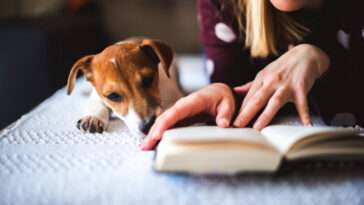 Hundtränare avslöjar: Superenkel metod som kan minska din hunds ångest