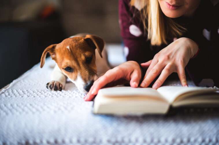 Hundtränare avslöjar: Superenkel metod som kan minska din hunds ångest
