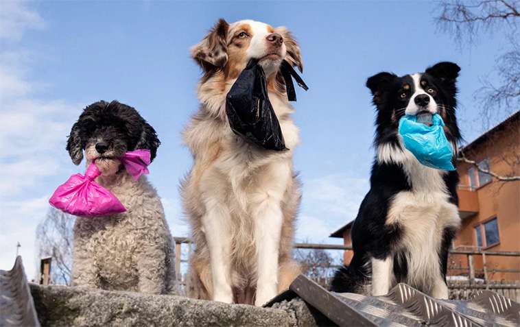 Så många hundägare struntar i att plocka upp – ny undersökning avslöjar