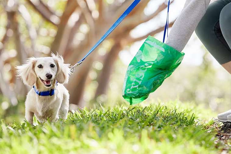 Så många hundägare struntar i att plocka upp – ny undersökning avslöjar