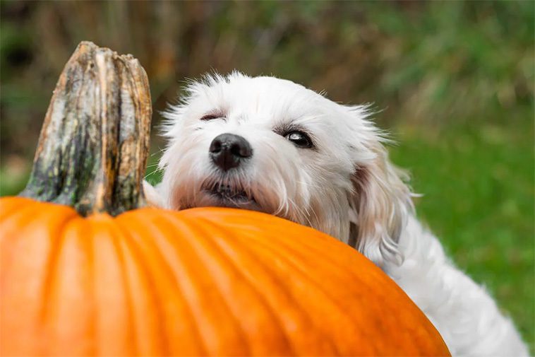 Den oväntade frukten som är bra för din hund – och kan spara dig en resa till veterinären
