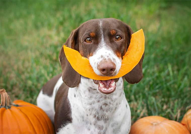 Den oväntade frukten som är bra för din hund – och kan spara dig en resa till veterinären